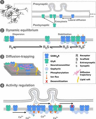 Inhibitory Receptor Diffusion Dynamics